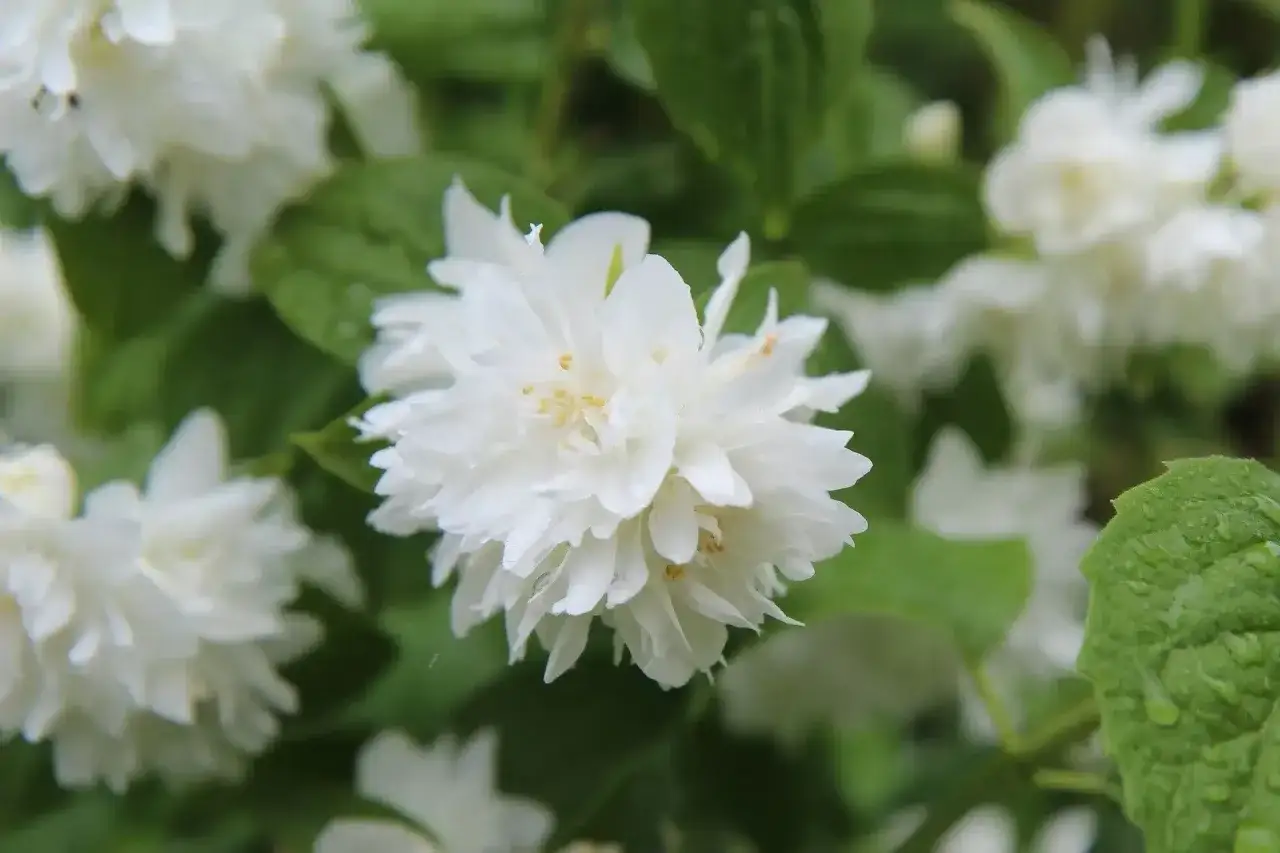 Gros plan sur une fleur de seringat blanche et luxuriante, parfaite pour savoir quand tailler un seringat apr&egrave;s sa floraison.