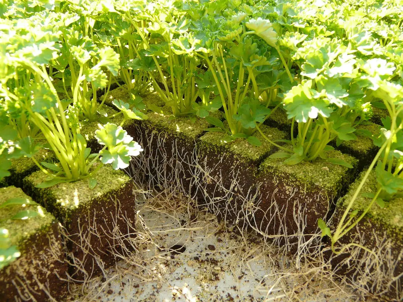 Jeunes plants de persil en cubes de terreau, montrant un système racinaire dense. La culture du persil est bien avancée.