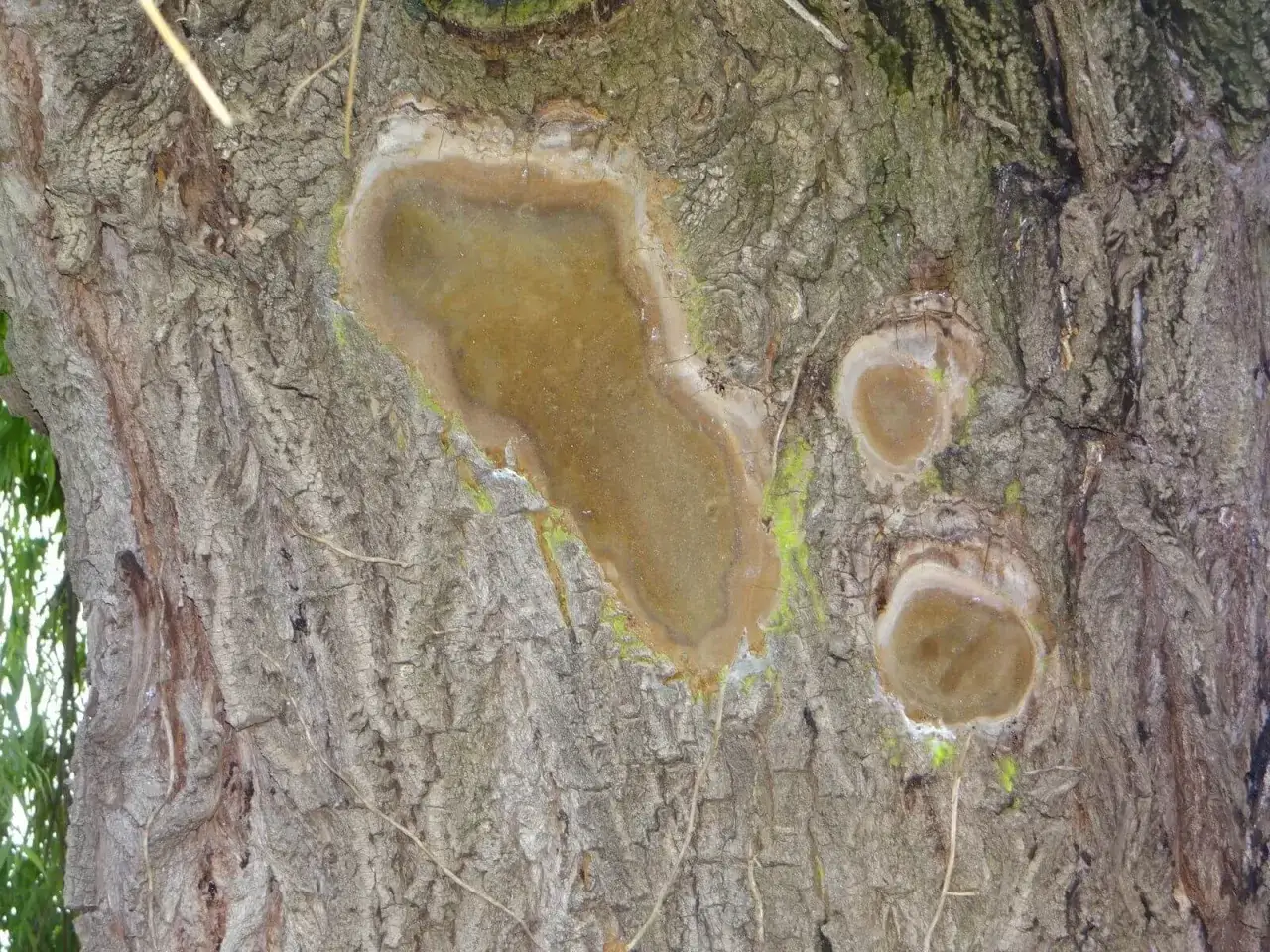&Eacute;corce de saule pleureur marqu&eacute;e par des plaies suintantes, signe d'une maladie.