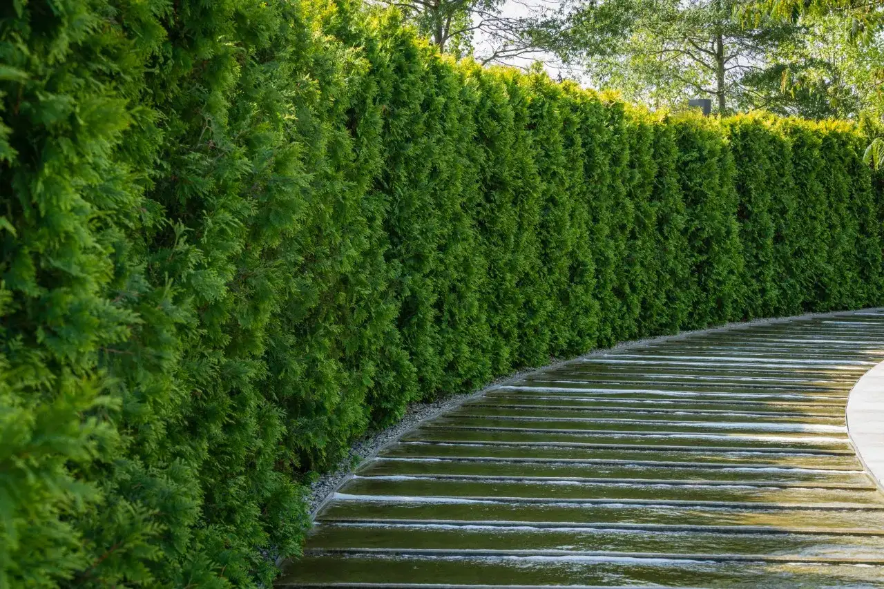 Haie de thuyas luxuriante longeant un chemin d'eau moderne. Le moment idéal pour savoir quand tailler les thuyas est avant la pousse printanière.