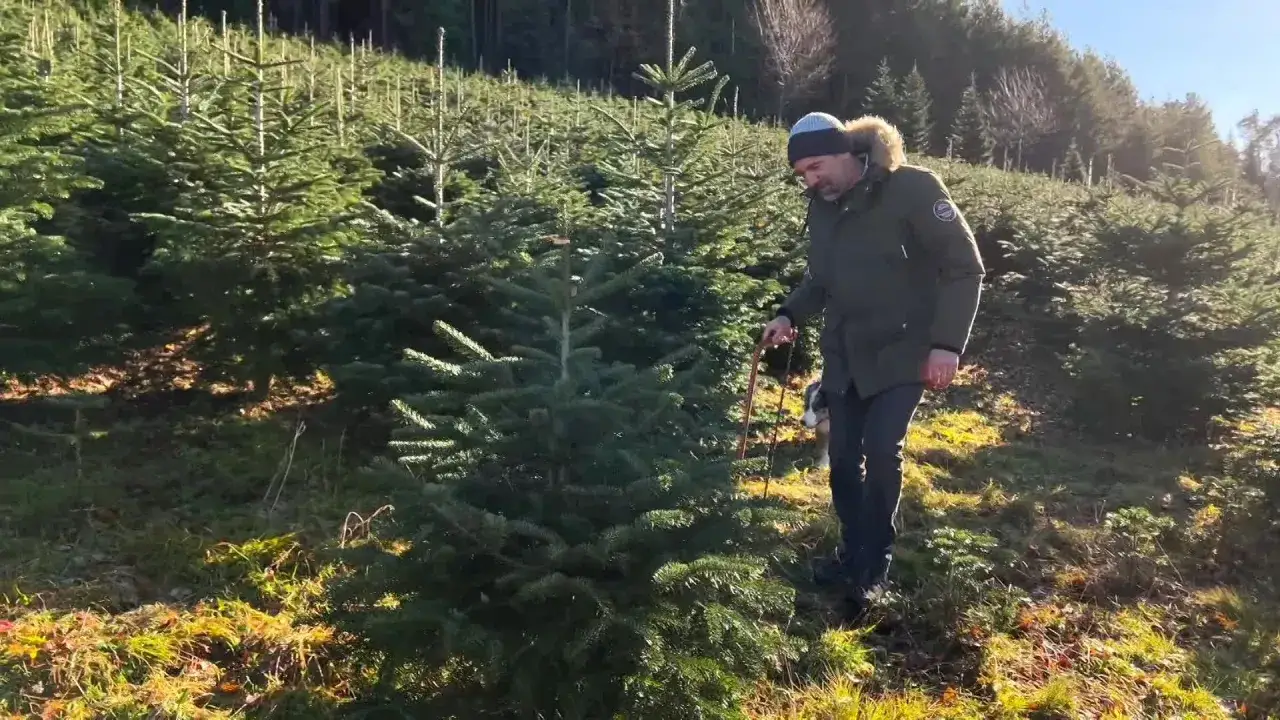 Un homme choisit son sapin de No&euml;l dans une for&ecirc;t ensoleill&eacute;e, accompagn&eacute; de son chien.