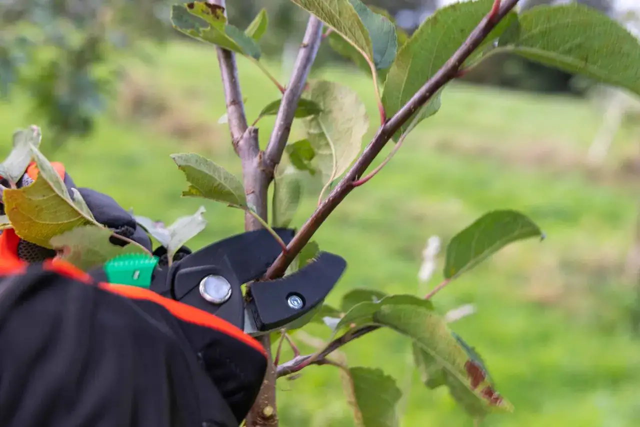 Main d'un jardinier portant un gant noir et orange, utilisant un sécateur pour la taille d'un jeune pommier.