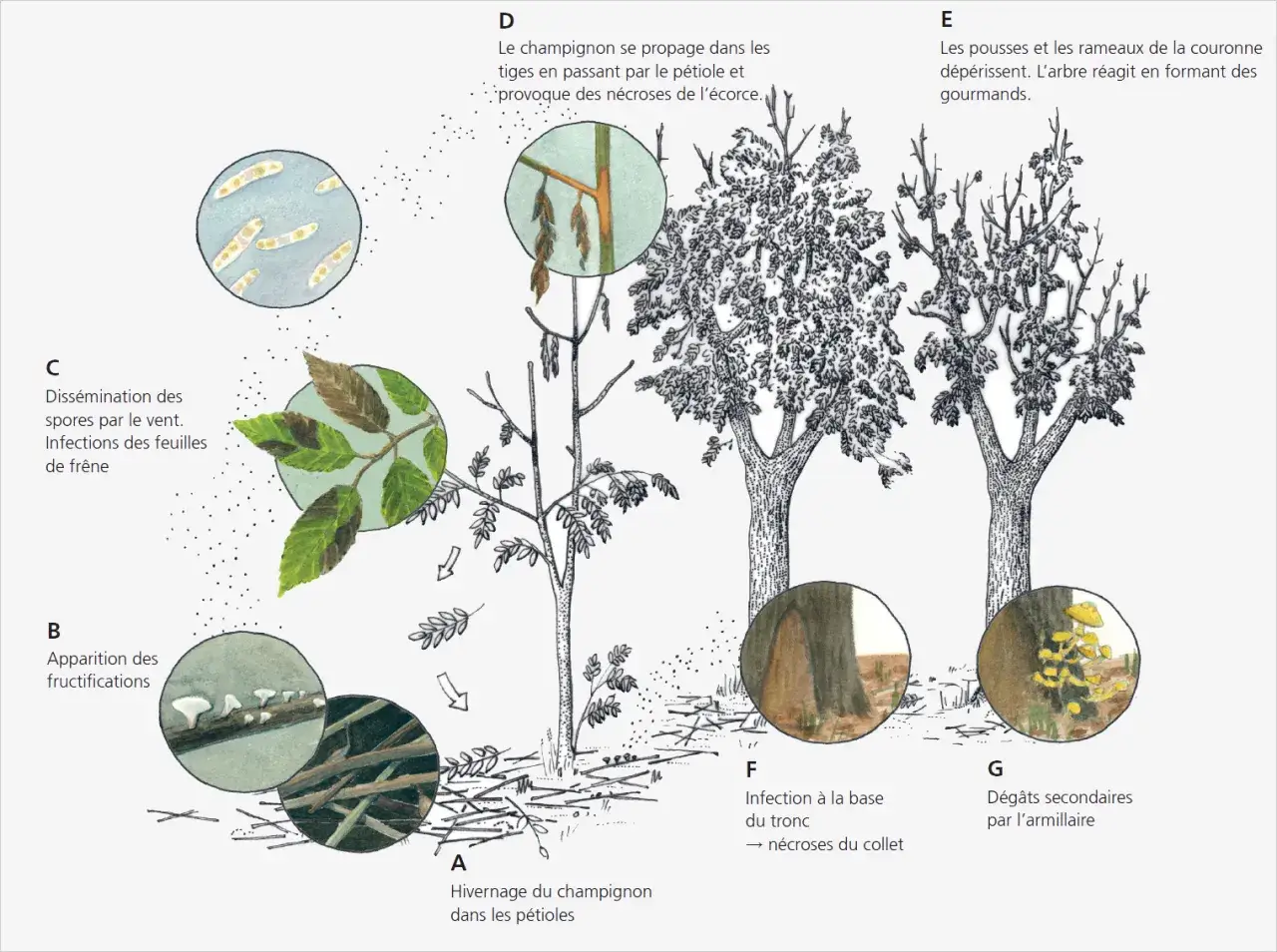 Le cycle du champignon affectant le frêne : hivernage, fructifications, dissémination des spores, nécroses des tiges et du tronc, et dépérissement de la couronne. Un inconvénient du frêne.
