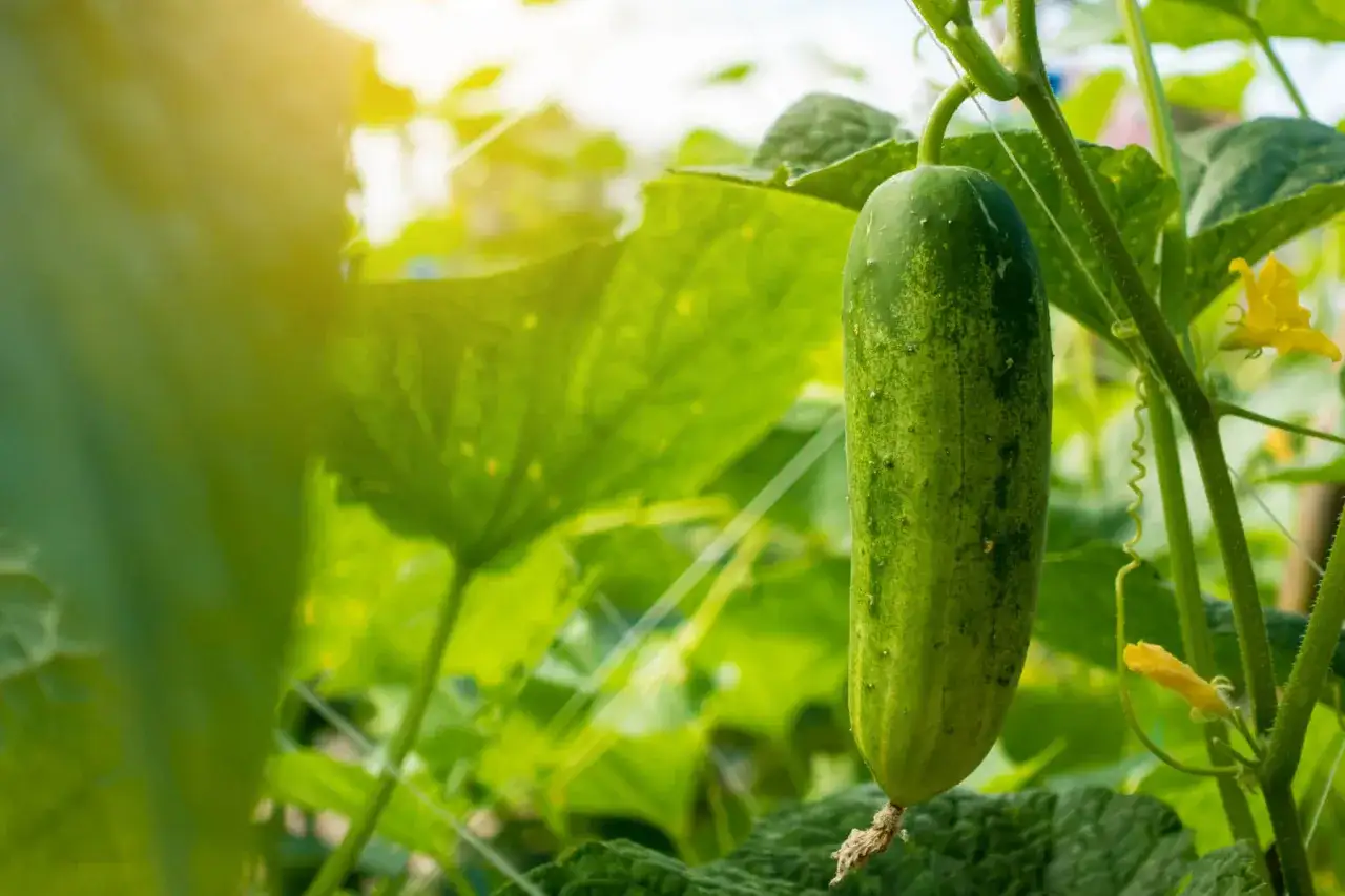 Un concombre vert pousse sur sa tige, entouré de feuilles luxuriantes. La culture du concombre est un art qui demande soin et patience.