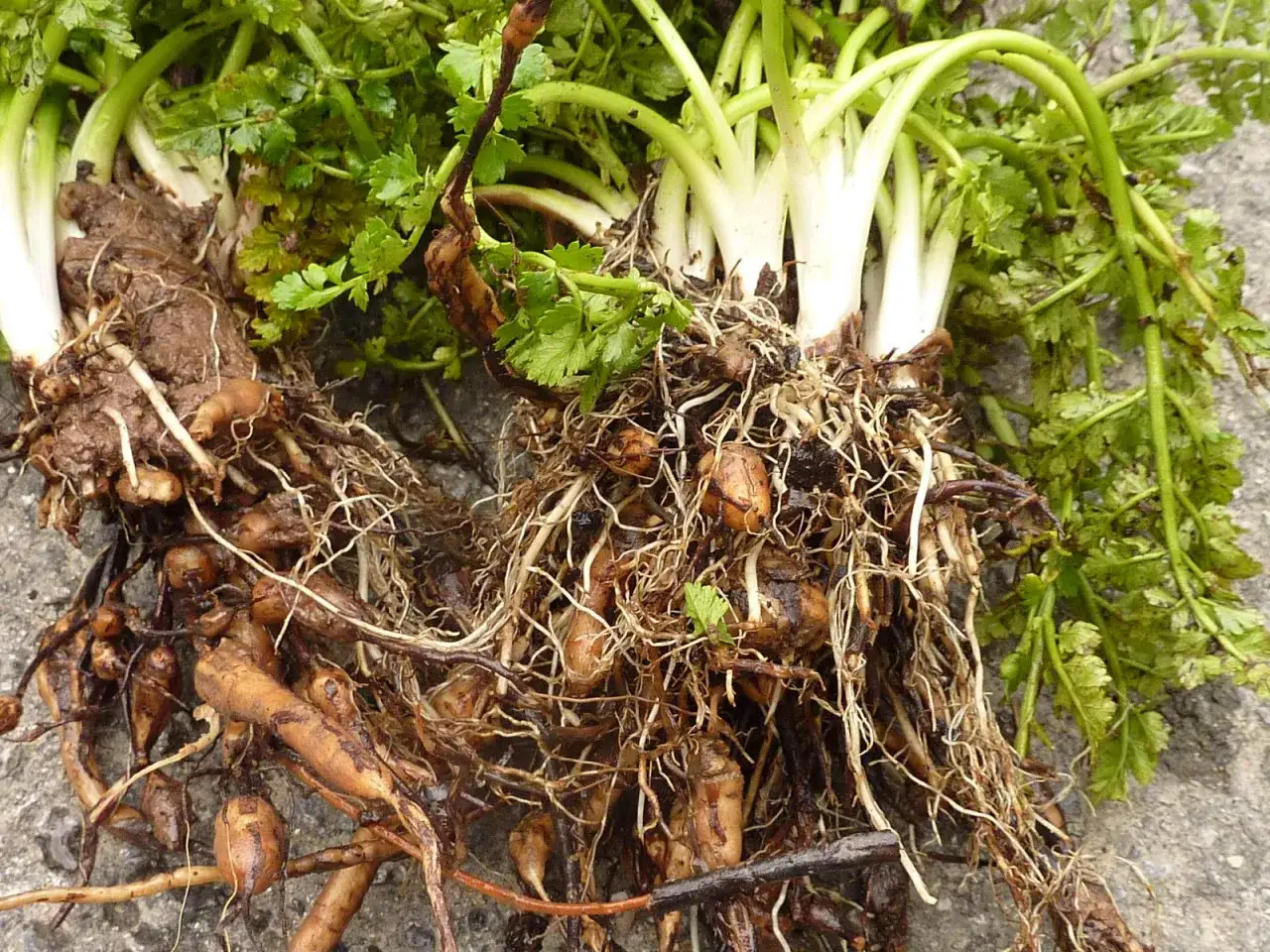 Racines de persil tubéreux, aussi appelées châtaigne de terre, avec leurs tubercules terreux et leurs feuilles vertes.