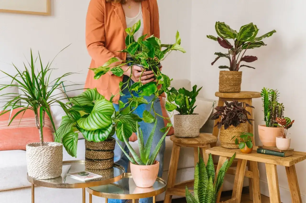 Une personne tient une plante épiphyte, entourée d'autres plantes vertes dans un salon cosy.