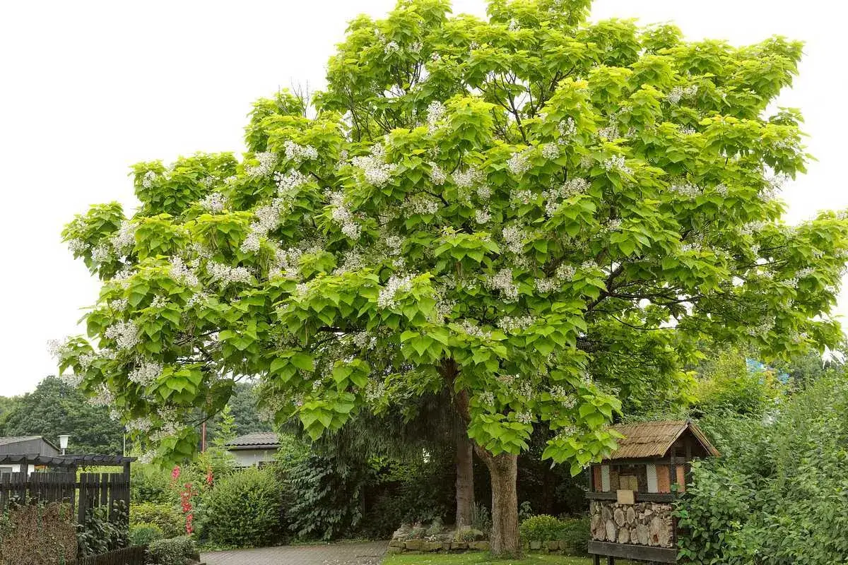 Catalpa en fleur, pr&ecirc;t pour apprendre comment tailler un catalpa en parasol. Un abri &agrave; insectes est visible &agrave; droite.