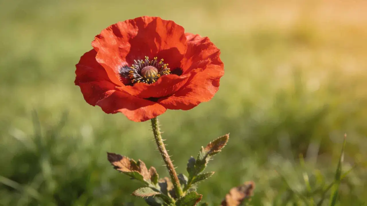 Un coquelicot rouge vif s'épanouit dans un champ verdoyant. Il est temps de savoir quand semer les coquelicots pour profiter de leur beauté.