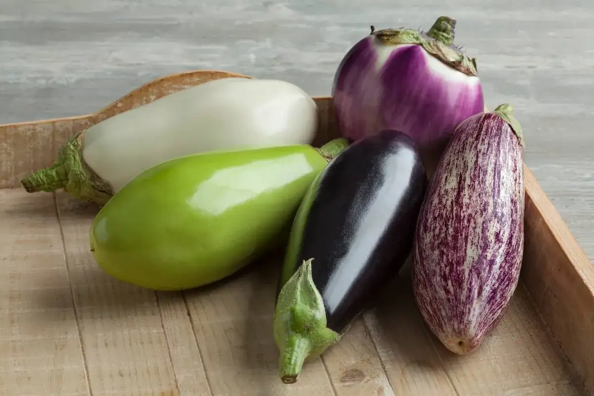 Variétés d'aubergines photos : une aubergine blanche, une verte, une noire, une violette ronde et une tigrée sur un plateau en bois.