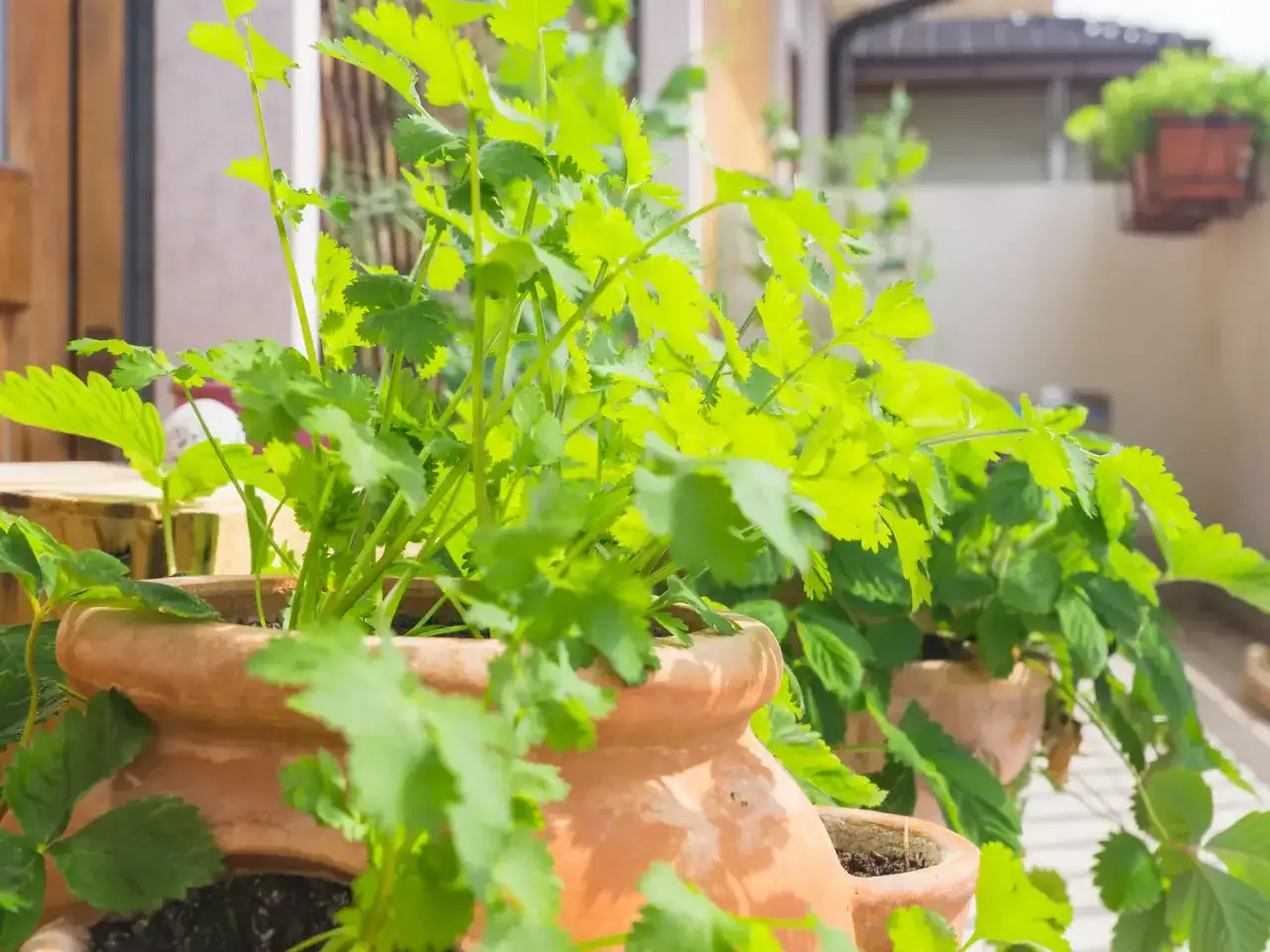Des plants de coriandre en pot, aux feuilles vertes vives, poussent sur un balcon ensoleill&eacute;, pr&ecirc;ts &agrave; parfumer vos plats.