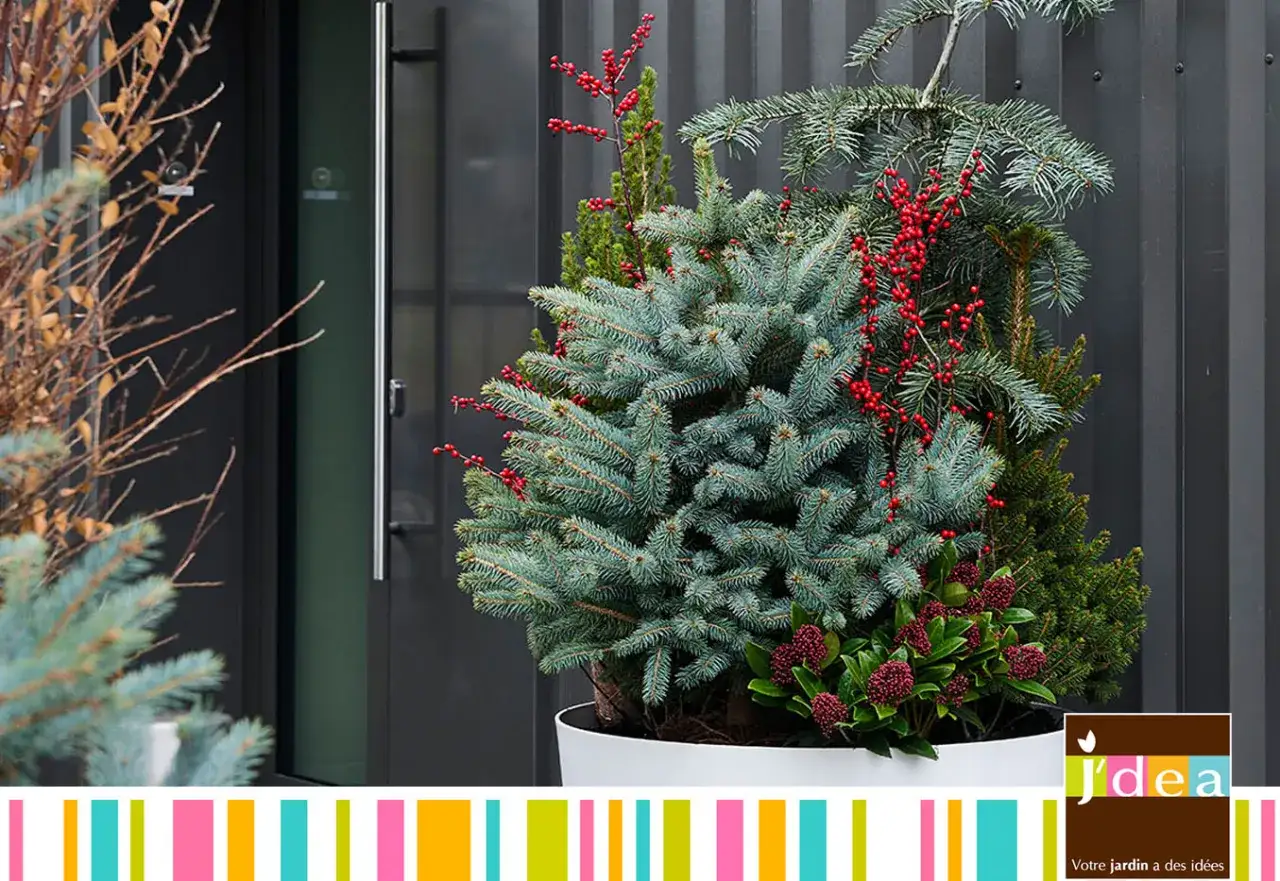 Un arrangement de variétés de pins et sapins, orné de baies rouges vives, dans un grand pot blanc devant une porte moderne.