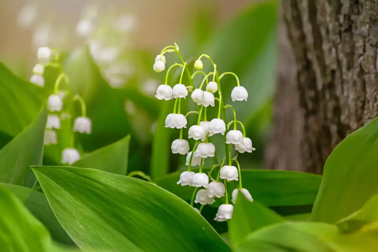 Des clochettes blanches délicates de muguet, parfaites pour savoir où planter muguet au printemps.