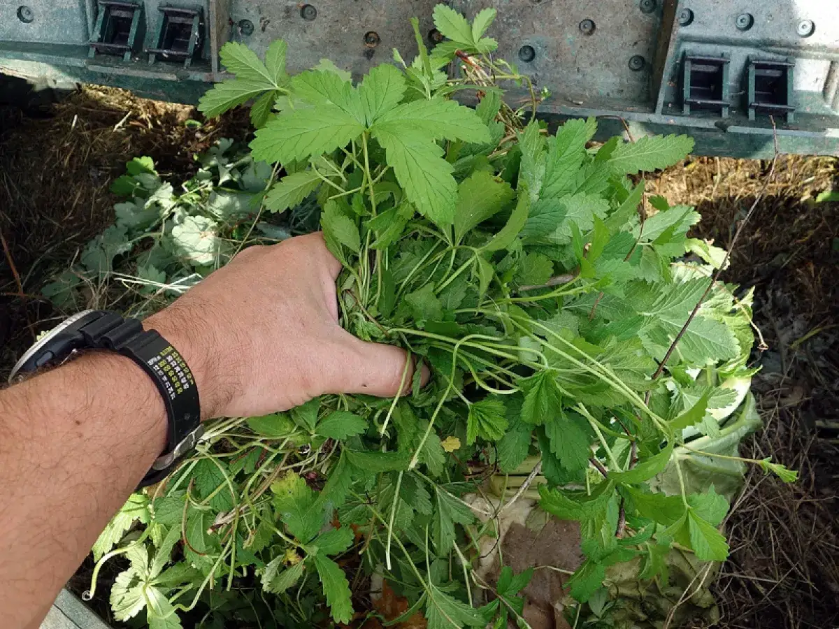 Main tenant, que faire des mauvaises herbes arrachées ? Une main tient un tas de verdure fraîchement arrachée, prête à être compostée.