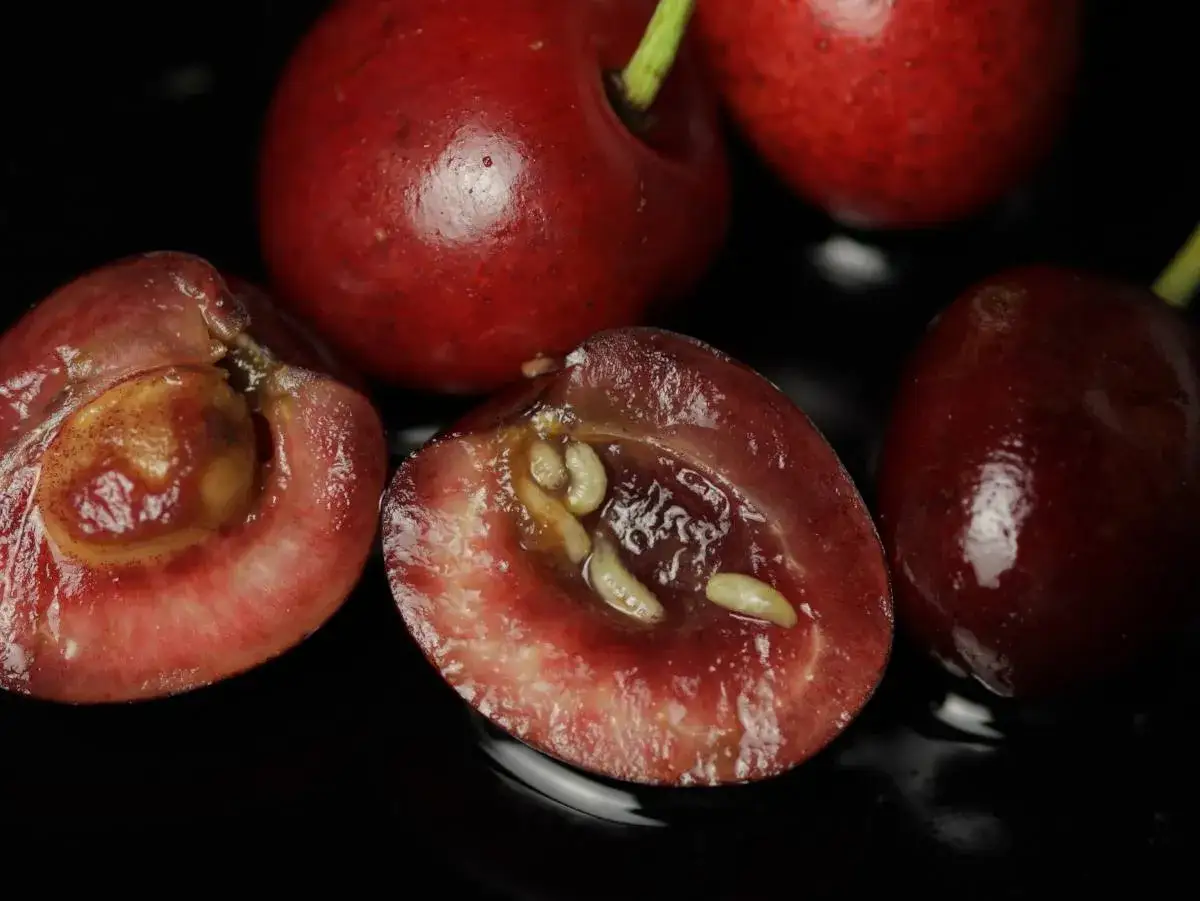 Cerises rouges coupées en deux révèlent des vers, un spectacle peu ragoûtant dans ces fruits d'été.