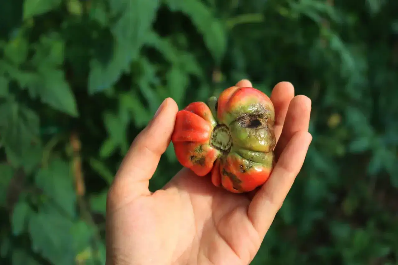 Une main tient une tomate d&eacute;form&eacute;e, marqu&eacute;e par le mildiou. Les taches sombres et la texture irr&eacute;guli&egrave;re t&eacute;moignent de la maladie.