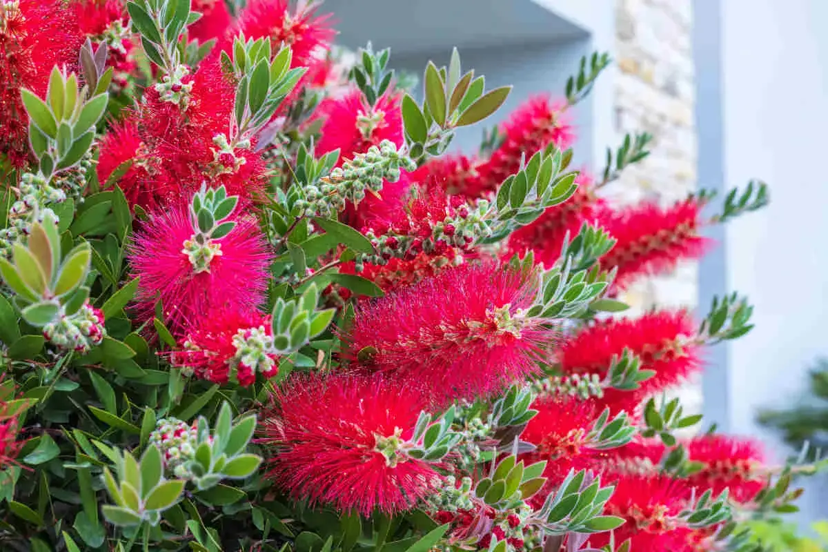 Fleurs rouges vives de Callistemon, aussi appelées rince-bouteille, avec des feuilles vertes.