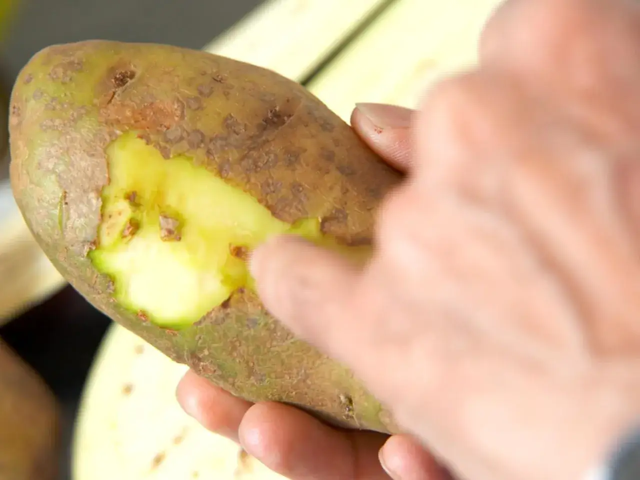 Une main épluche une pomme de terre verte, révélant sa chair jaune vif.