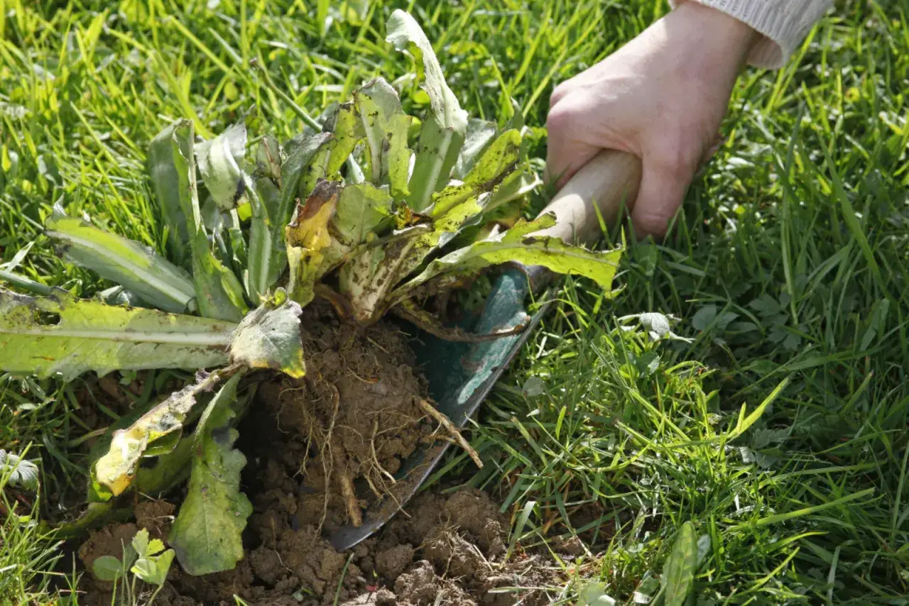 Main d'une personne arrachant un grand plant de mauvaises herbes avec sa racine &agrave; l'aide d'une pelle.