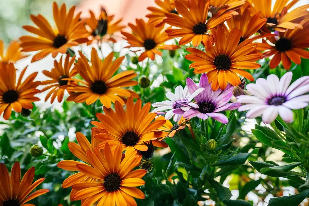 Magnifique osteospermum floraison aux teintes orangées et violettes, un spectacle de couleurs vives.