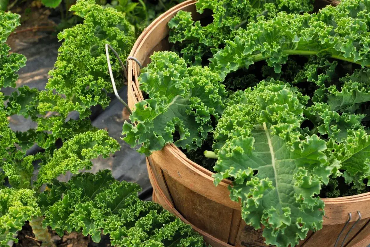 Un panier en bois déborde de chou kale frisé, prêt pour la récolte. La culture de ce légume sain est visible en arrière-plan.