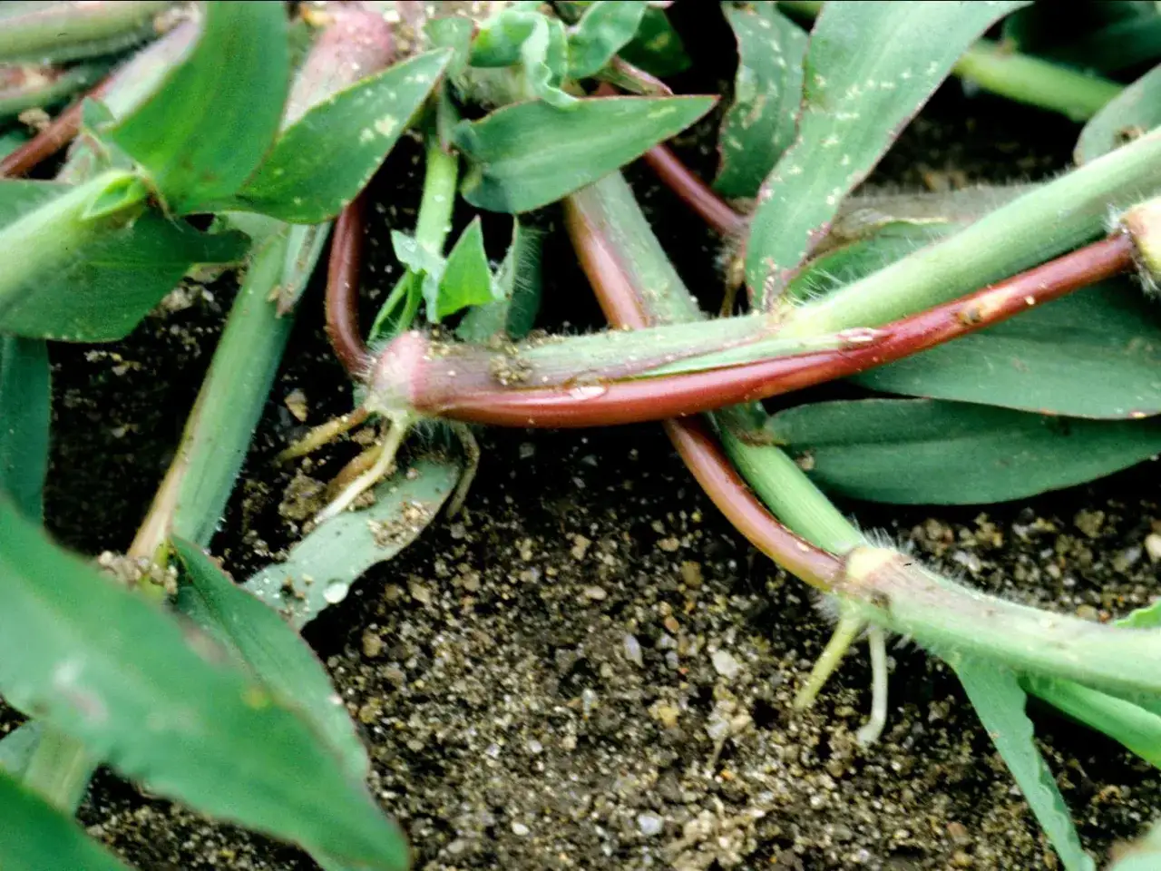 Gros plan sur des tiges de digitaire rouges et vertes, avec des racines émergentes. On dirait que du bicarbonate de soude a été saupoudré sur le sol, peut-être pour traiter cette plante envahissante.