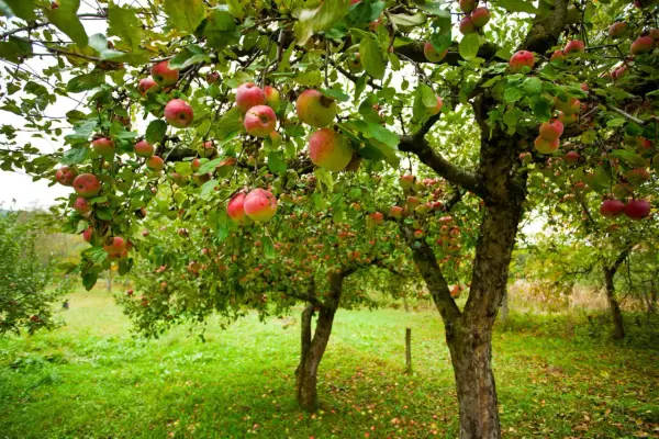 Un verger où les branches d'un pommier sont chargées de fruits rouges et jaunes. La taille pommier a permis une belle récolte.