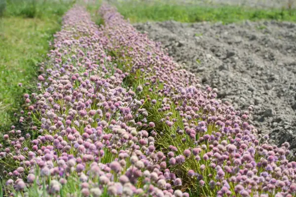 Champ de fleurs de ciboulette aux teintes rosées, s'étendant à perte de vue, bordé par de l'herbe verte et un sol labouré.