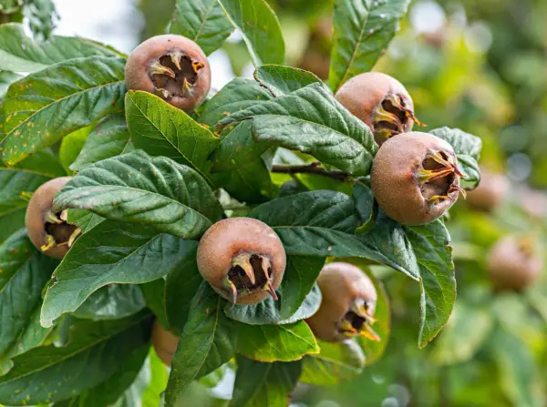Grappe de fruits bruns du neflier, prêts à être récoltés. Leurs calices ouverts révèlent une chair orangée.