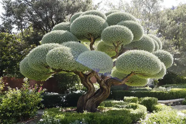Arbre sculpté avec une taille en nuage, ses branches torsadées supportent des boules de verdure dense. Un jardin soigné l'entoure.