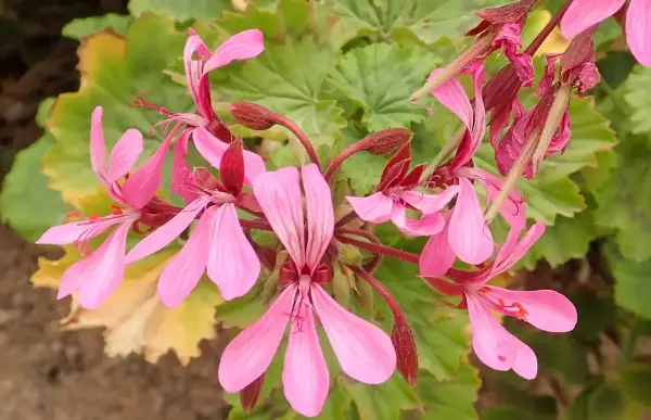 Grappe de fleurs de géranium zonal rose pâle, avec des feuilles vertes dentelées en arrière-plan.
