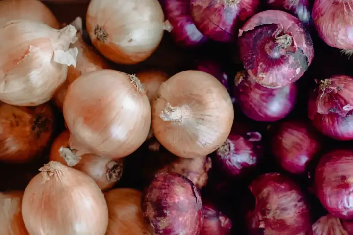 Gros plan sur une **plantation d'oignons rouges** et jaunes, prêts à être cuisinés.