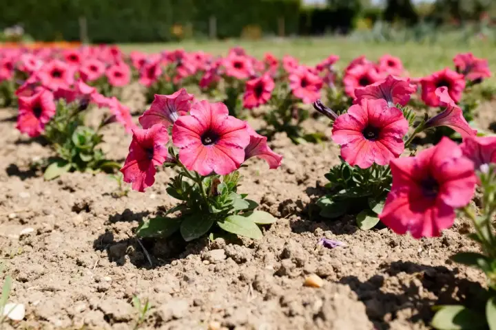 Des pétunias roses vifs en pleine exposition, leurs corolles évasées s'ouvrant sur un cœur sombre. Une belle scène printanière.
