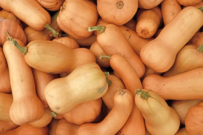 Gros plan sur des potimarrons et des courges butternut. Idéal pour savoir quand planter potimarron et butternut.