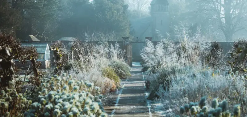Sentier givré menant à un portail, avec des herbes hautes et un petit bâtiment de jardin. L'arbre de Judée en hiver se prépare au printemps.