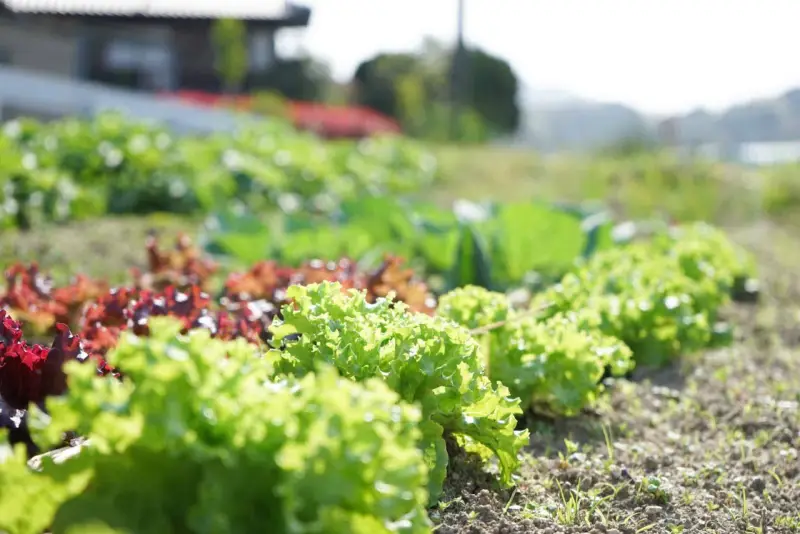 Un potager ensoleillé présente une belle liste variété de salade, avec des laitues vertes frisées et des variétés rouges luxuriantes.