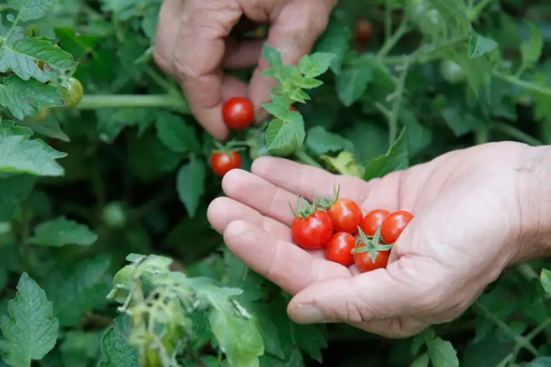 Des mains récoltent des tomates cerises rouges. On se demande en combien de temps poussent les tomates cerises pour obtenir une telle récolte.